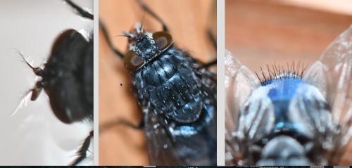 Réf. 246 195 : Calliphora vicina